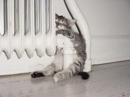 Что за прелесть: спящие котейки, которыми можно умиляться часами