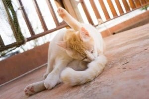 Эпические скульптуры из бороды