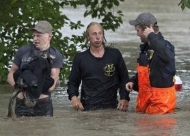 Котик явно недоволен .
