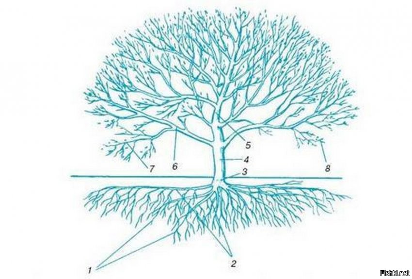 Корневая система дерева рисунок