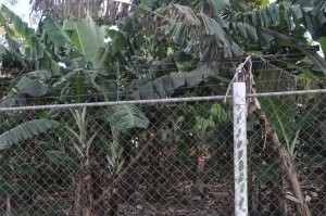 Гондурас, остров Утила. Бананы.