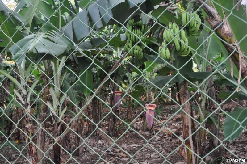 Гондурас, остров Утила. Бананы.