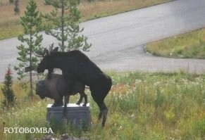 а сколько дадут за это?