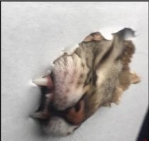 Британец вместе с кошками воссоздает сцены из культовых фильмов