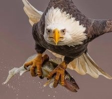 covid 19 , принесь