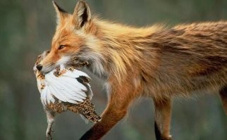 Вот она, её свобода!
