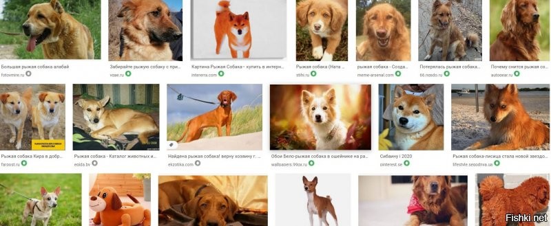 А разных фоток собак рыжего окраса не нашлось?