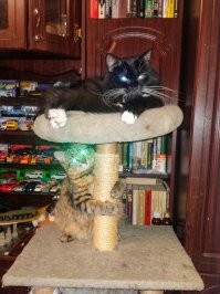 Мои котяры. Верхний с приюта, нижняя снята с дерева.
Люди, берите животных с приютов, они самые лучшие, умные, ласковые и верные. Они боятся вас потерять.