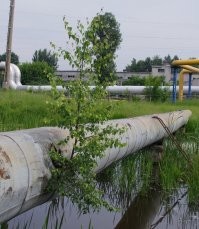 Берёза из щели в теплоизоляции .