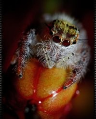 Маленький Принц :-)