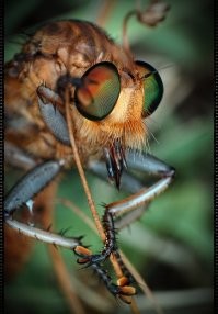 Летающую гадость любую можно в макро - главное под правильным ракурсом.
Вот когда-то игрался - правда оптика помощнее будет