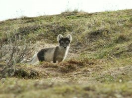 7 интересных фактов из жизни полярной лисицы