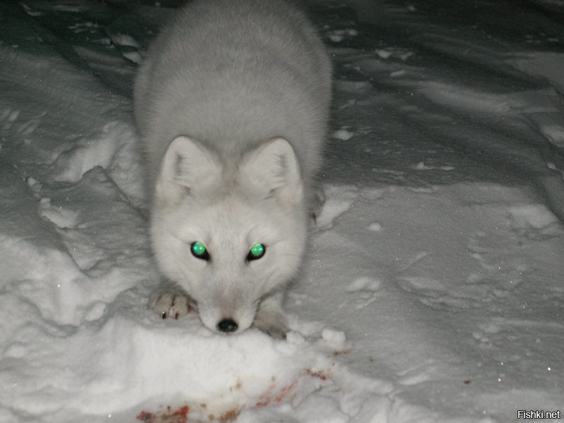7 интересных фактов из жизни полярной лисицы