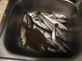 Вот хеки , но зубы одинаковые . Я каждые выходные их ловлю