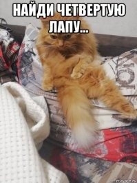 Образ рыжего кота в демотиваторах