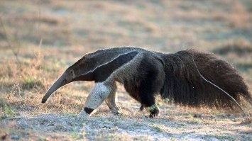 Реально похоже на панду, но просто у него такие лапы. Возможно понимание строение, поможет рвзвидеть:-)