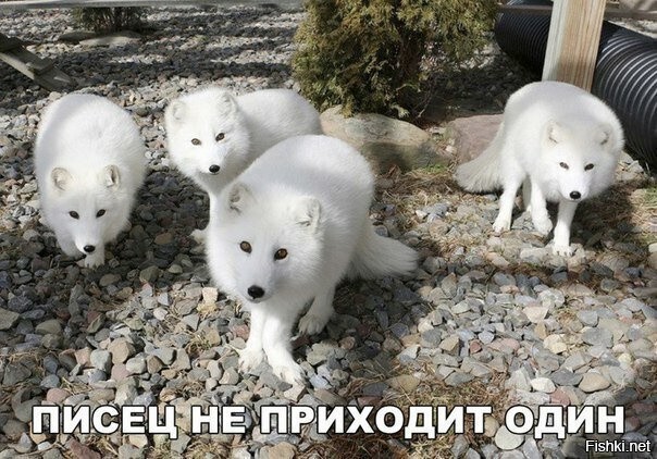 Тотемное животное россиян.