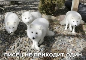 Тотемное животное россиян.