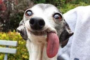 Ева Тушенкина