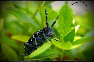 Не Андрей, не лазай по форумам. Каждый там тянет лямку в свою сторону - ты в этом еще убедишься. Ты еще не попал на войну Никон-Кэнон :-). Сонька это хорошая матрица, но не более. Стекло у них не самое - поверь мне. Вот сравни - это Тамрон 90 с такими же параметрами (я думаю у тебя 2.8). Правда тушка Марк