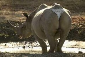 В Якутии нашли тушку уникального шерстистого носорога