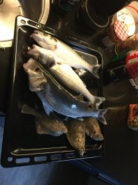 Выше показал . Но все не могу , это последние уловы , да и погода уже не та . Нужно ждать + са . Сейчас и люди дурные и рыба не та .