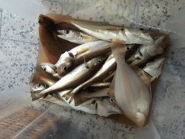 Веселые  картинки