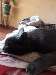 Моя Мася всю ночь спит в ногах  ..а вот в часов 4 утра  перебирается бодрой трусцой мне на диафрагму и дрыхнет внаглую дальше ..удобно мне это или нет