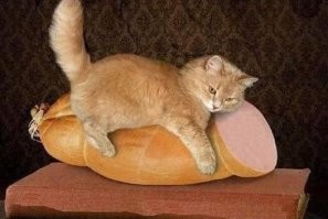 Вот докторская