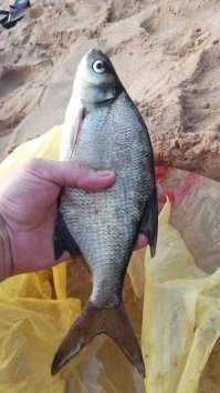 А мы вот таких ловим