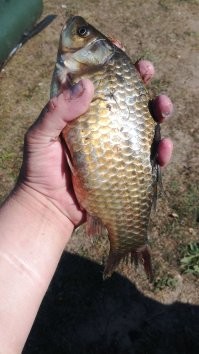 А мы вот таких ловим