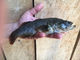 А мы вот таких ловим