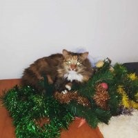 Маша украсила собой ёлку!