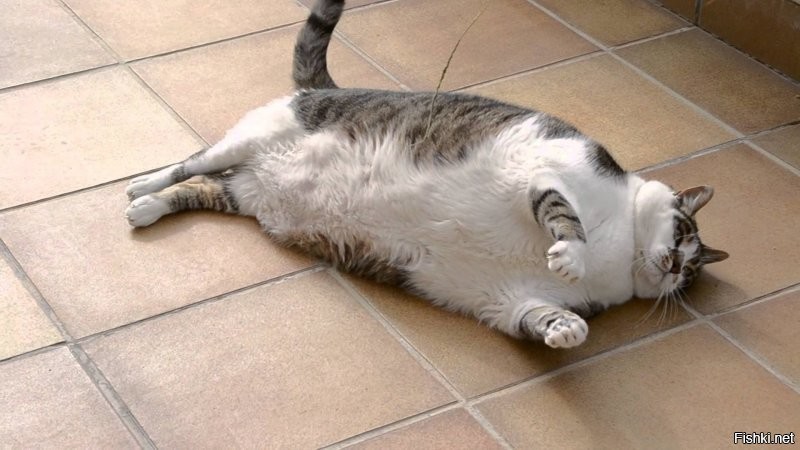 Ожиревшая, трех лапая и без хвоста? та не, это ж кот Васька... его все знают....
