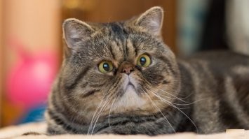 Гораздо симпатичнее, чем все эти плоскомордые