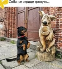 Мы в ответе за тех, кого приручили