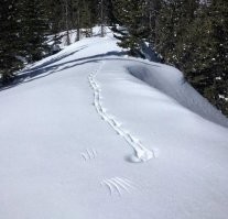 Тут все просто: либо здесь приземлился крылатый заяц, либо ему надоело идти и он взлетел.