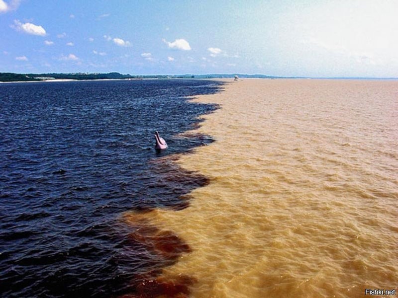 Встреча Вод - слияние двух и более рек. Самое большое из этих явлений на Земле: встреча между темным Рио-Негро и бледно-песчаной Амазонкой. На протяжении 6 км воды двух рек текут бок о бок, почти не смешиваясь.