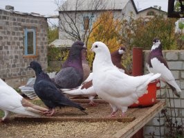 Удивительные виды голубей, о которых вы, возможно, даже не знали