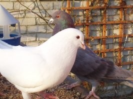 Кинг и римский (на заднем плане).