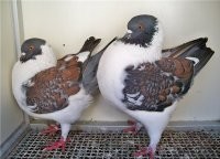 Ну раз тут так много выведенных декоративных, "Кинг" тоже должен быть. Голубь на мясо!