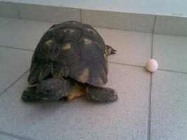 В организме кальция не хватает. 
Моя черепаха несет яйца - шарики для пинг-понга.