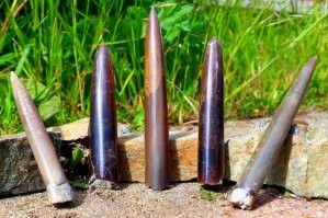 Стрелы Перуна, они же чертовы пальцы, они же белемниты: