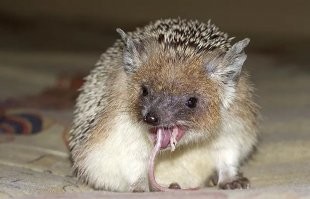 А ещё ёжики едят мышей и всех всех всех вредителей