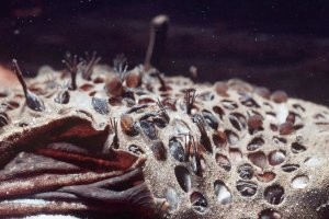 20 обычных явлений природы, которые выглядят противно, жутко и пугающе