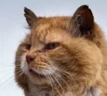 Да раз восемнадцатый бедного кота здесь засвечивают!