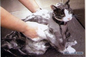 Кошка вцепилась в свою хозяйку, пытавшуюся насильно искупать её