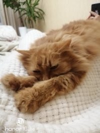 Ну и что, что боян...
Люблю такие притчи про котеек. И свою рыжую морду обожаю. 
Лёша, 50лет...