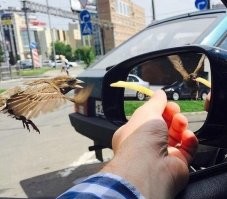 Прикольно как: В зеркале крылья вверху, а у птицы - горизонтально.