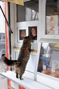 Без маски не обслуживаем!